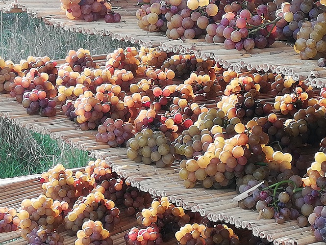 Reed grapes resize